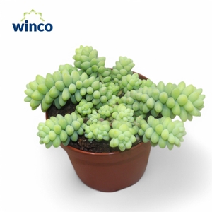 SEDUM BURRITO