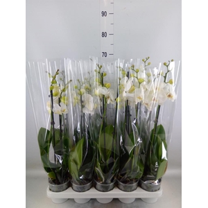 Phalaenopsis   ...white