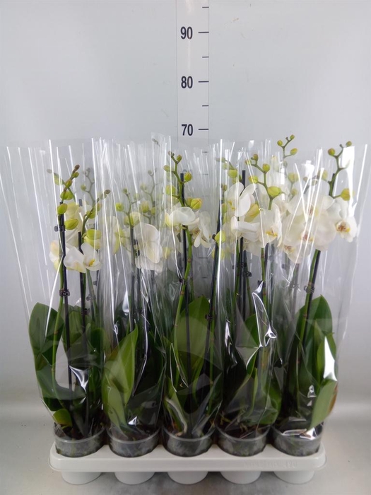 <h4>Phalaenopsis   ...white</h4>