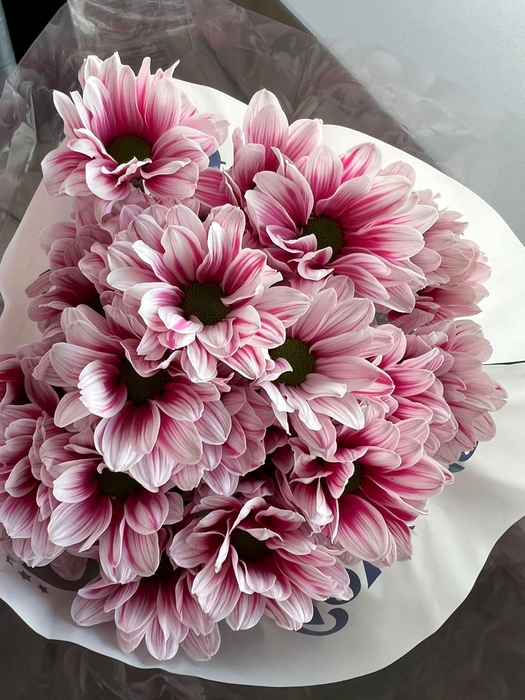 <h4>CHR T KENNEDY PINK (PAINTED)</h4>