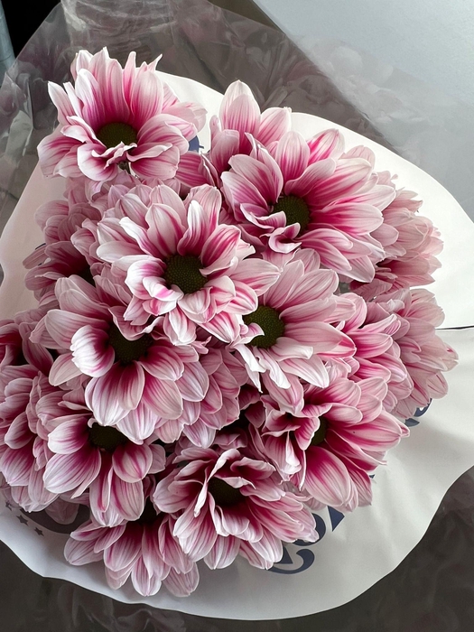 <h4>CHR T KENNEDY PINK (PAINTED)</h4>