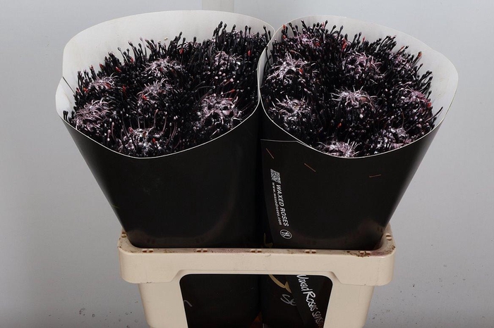 <h4>Protea Leuco Ov</h4>