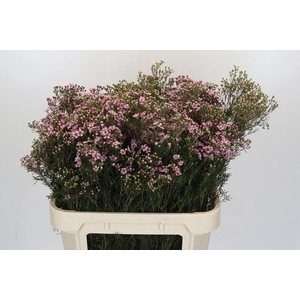 Chamelaucium Jupiter Solar