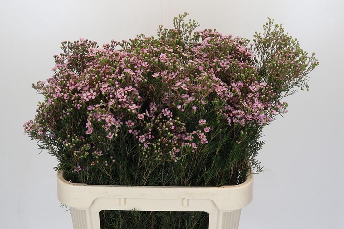 <h4>Chamelaucium Jupiter Solar</h4>