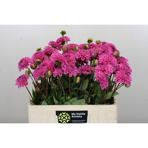 Dahlia Sandra