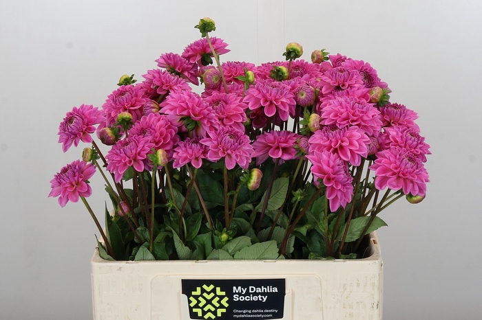 <h4>Dahlia Sandra</h4>