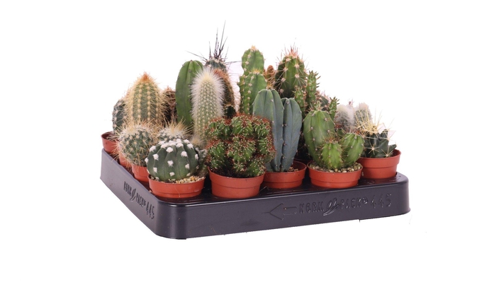 <h4>Cactus mix 5,5 cm</h4>