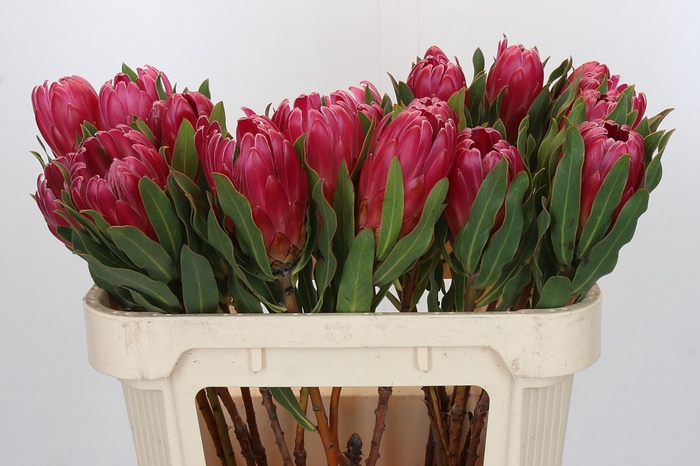 <h4>Protea Brenda</h4>