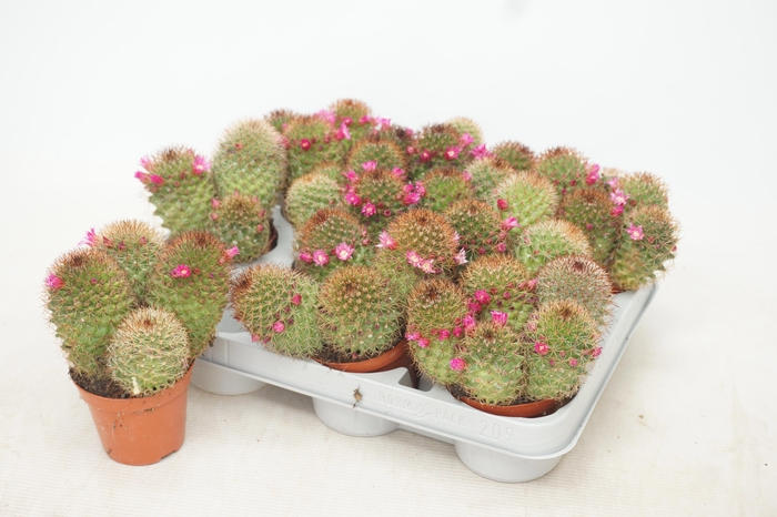 <h4>MAMM BACKEB ERNESTII</h4>