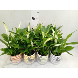 Spathiphyllum  'Pearl Cupido'