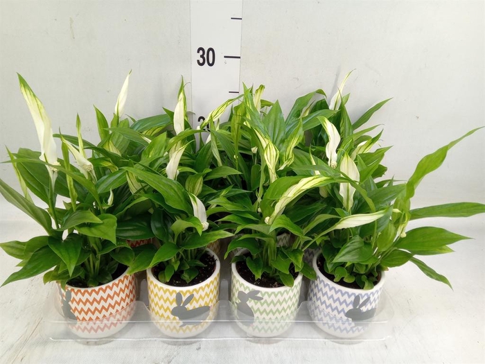 <h4>Spathiphyllum  'Pearl Cupido'</h4>