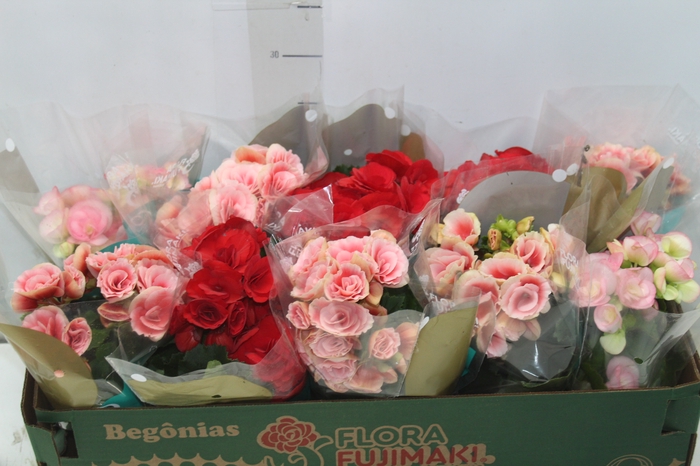 <h4>BEGONIA P11</h4>