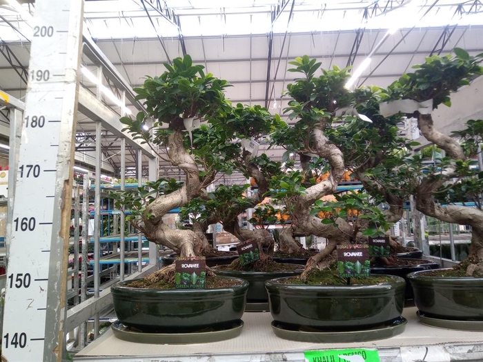 <h4>Ficus microcarpa 'Ginseng'</h4>
