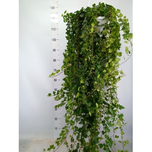 Hedera helix 'Wonder'