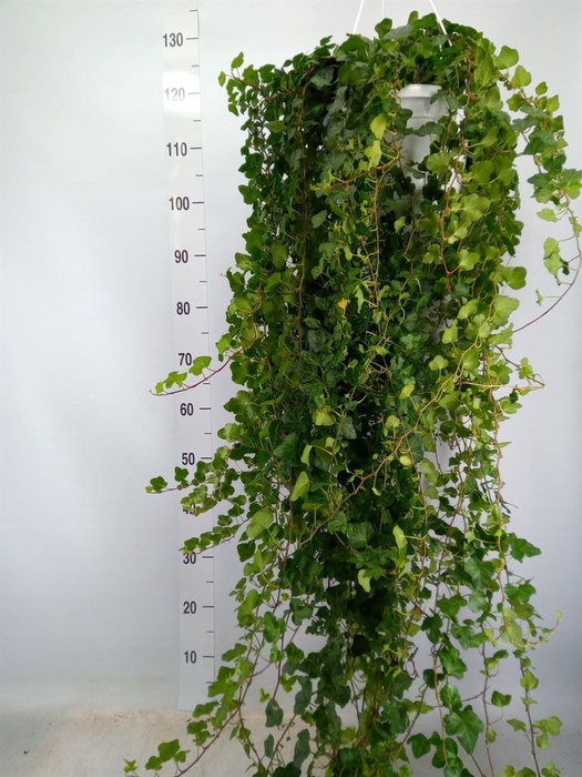 <h4>Hedera helix 'Wonder'</h4>