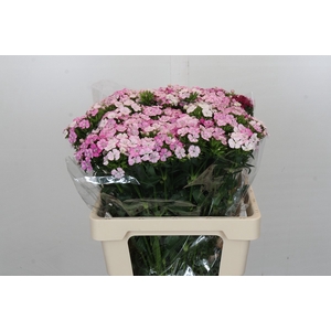 Dianthus Br Amazon Rose Magic