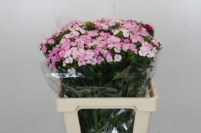 <h4>Dianthus Br Amazon Rose Magic</h4>