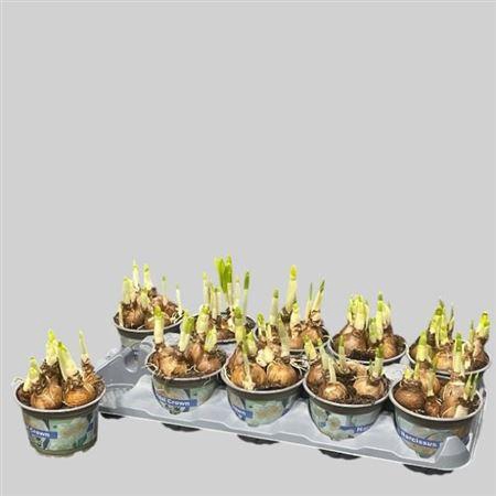 <h4>Narc D Bridal Crown</h4>