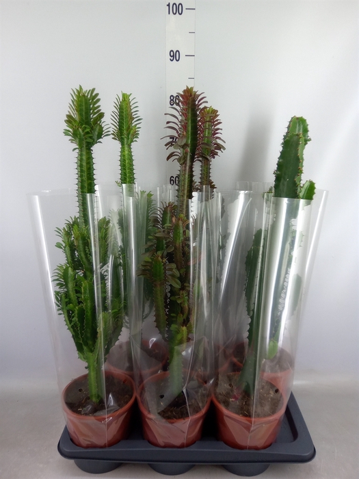 <h4>Euphorbia   ...mix</h4>