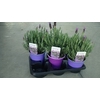 Lavandula stoechas