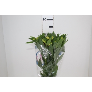 ALSTROEMERIA MELLOW YELLOW 080 CM