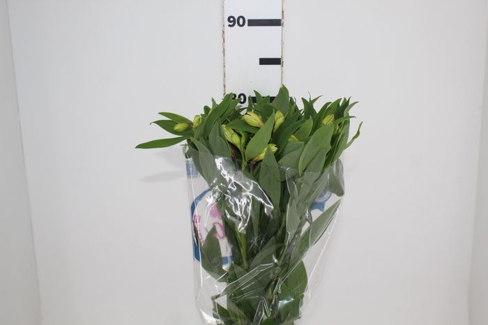 <h4>ALSTROEMERIA MELLOW YELLOW 080 CM</h4>