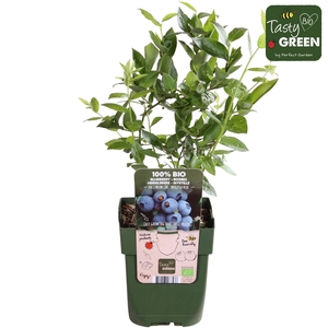 Vaccinium corymbosum Brigitta Blue P13 - Tasty Green bio