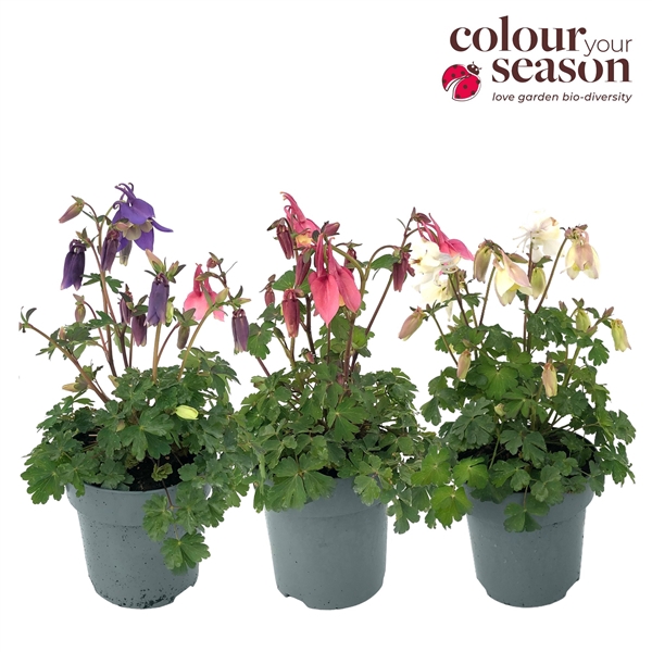 <h4>Aquilegia Spring Magic Mixlaag</h4>