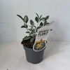 Heesters Brachyglottis Sunshine