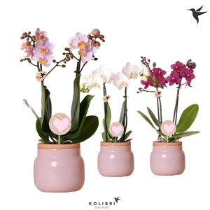 Kolibri Orchids Phalaenopsis mix 2 spike in Vintage Bowl pink