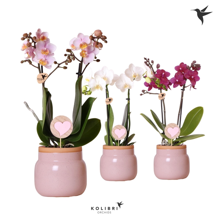 <h4>Kolibri Orchids Phalaenopsis mix 2 spike in Vintage Bowl pink</h4>