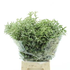 PITTOSPORUM BS