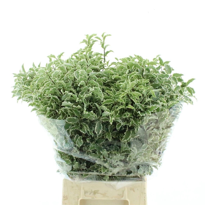 <h4>PITTOSPORUM BS</h4>