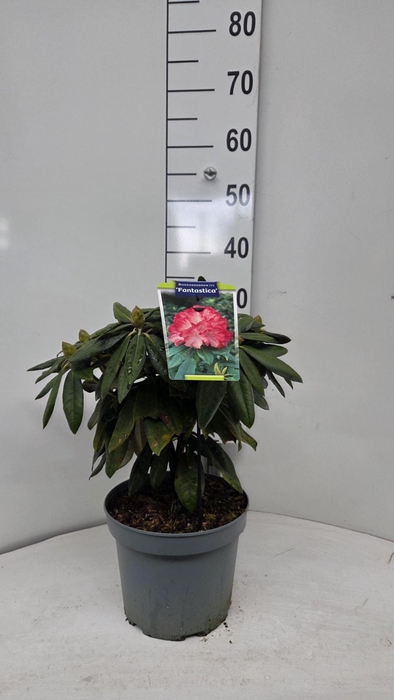 Rhododendron Yakushimanum