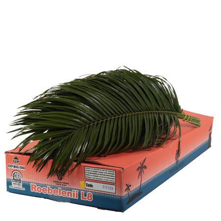 <h4>PHOENIX ROEBELINII 80 CM TROPICAL</h4>