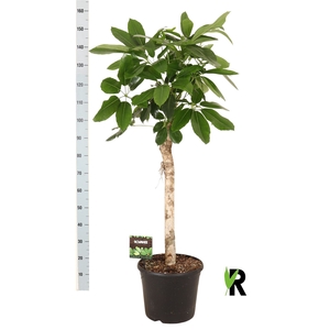 Schefflera actin. 'Amate'