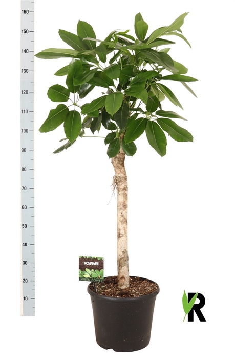 <h4>Schefflera actin. 'Amate'</h4>