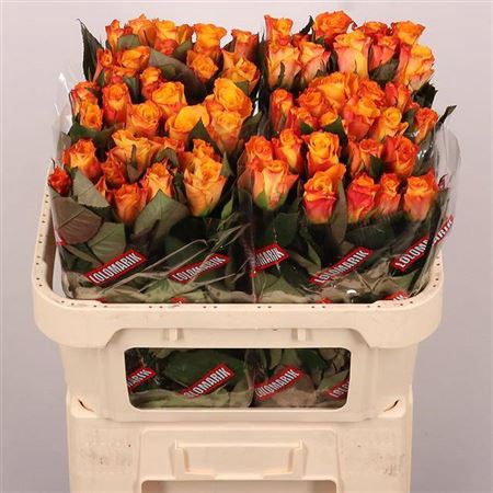 <h4>Rosa grootbloemig Marie-Claire!</h4>
