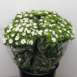 Di Barb Duke White Super