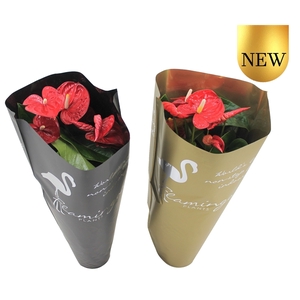 Anthurium XL.9 Jambo Red 17cm in gouden en zwarte sierhoes