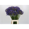 Agapanthus EYFORI Blue