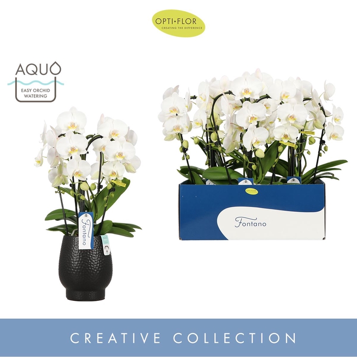 Phalaenopsis wit meer takken