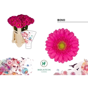 Gerbera MI Bono