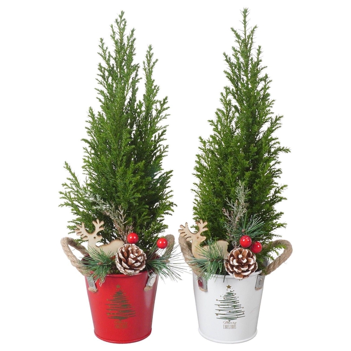 <h4>PTK25173 Ellwoodii in zink mix met decoratie</h4>