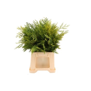 Leaf conifer yellow