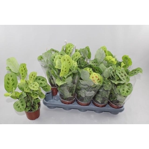 MARANTA OV