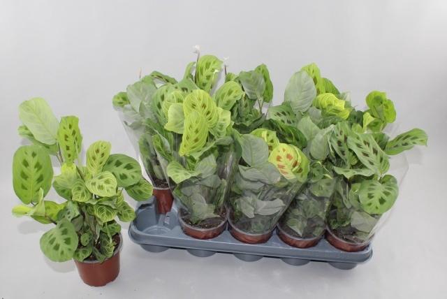 <h4>MARANTA OV</h4>
