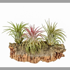 ARR TILLANDSIA