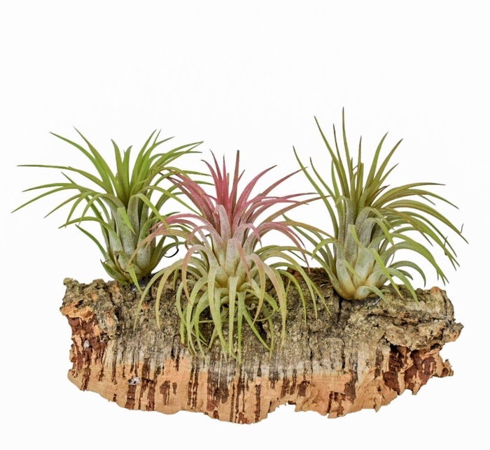 <h4>Tillandsia Kurkhout medium</h4>
