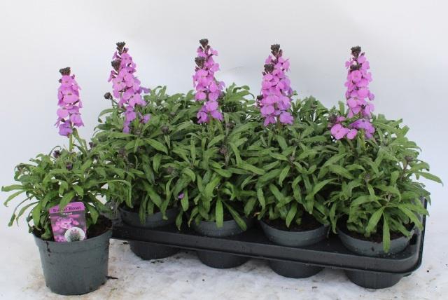 <h4>ERYS BOWLES MAUVE</h4>